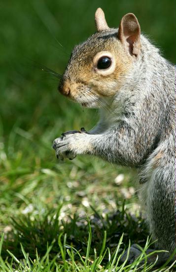 Grey Squirrel <i>Sciurus carolinensis</i>